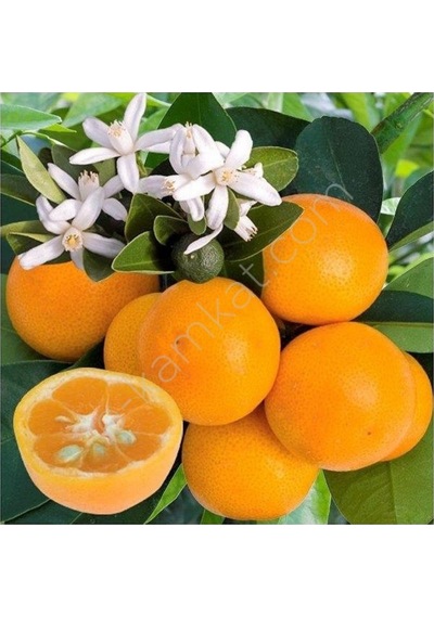 4 Yaş Aşılı Calamondin Süs Mandalinası Fidanı. Torbada N11.306