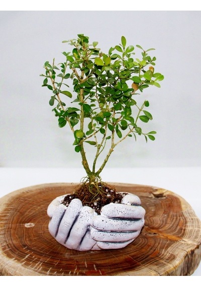 Dekoratif Avuç Saksıda Bonsai Buxus 3 Adet