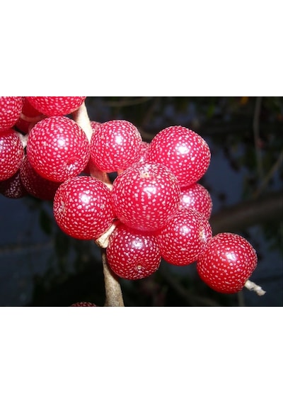 Japon İğdesi, Güz Zeytini Veya Güz Yemişi Elaeagnus Umbellata 1