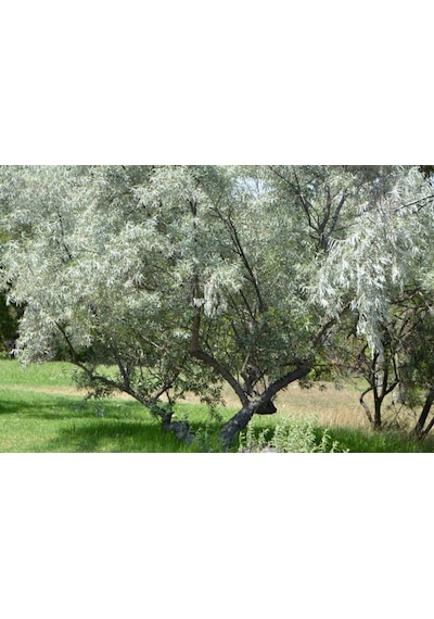 Anadolu Iğde Fidanı - Aşılı ve Tüplü