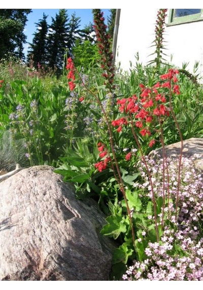 10 Adet Red Heuchera Fırefly Tohumu