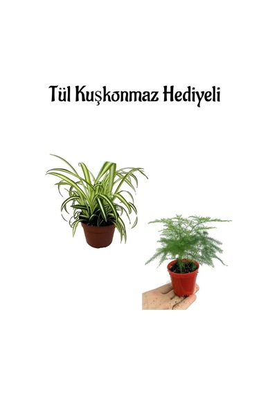 Sevgililer Gününe Özel Hediyelik Kurdele Çiçeği Tül Kuşkonmaz Hediyeli