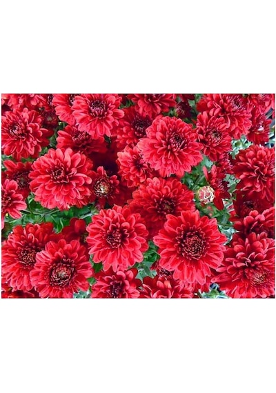 Kırmızı Kasımpatı Çiçeği Fidanı Saksılı 20 -30 Cm