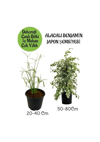 Japon Şemsiyesi 1 Adet Saksılı+ Alacalı Benjamin Bitkisi 1 Adet Saksılı Salon Bitkisi