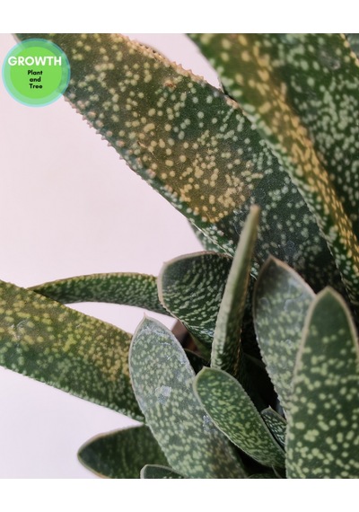 Gasteria Verrucosa Sukulent 1 Adet
