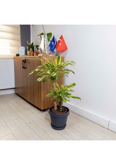 Poliwork Tabaklı Plastik Saksı 5 Lt 240 210 Mm 49643618