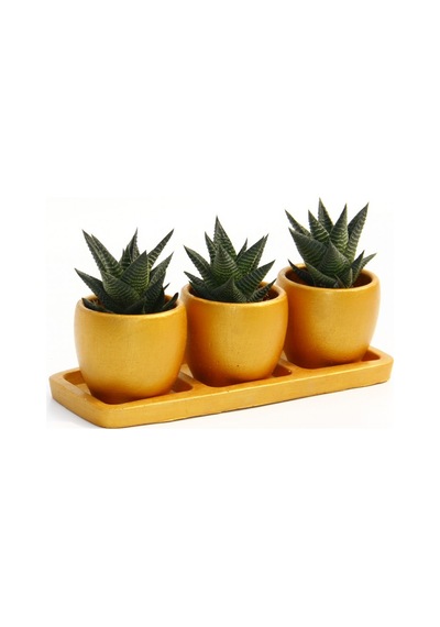 Trio Orange Sukulent Seti - Haworthia Limifolia