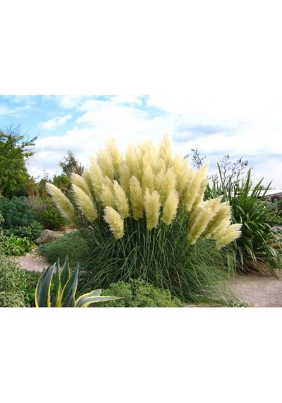 Beyaz Pampas Saz Çiçeği Fidanı 1 Adet Saksılı 60-80 Cm Bahçe Bitkisi Pampas
