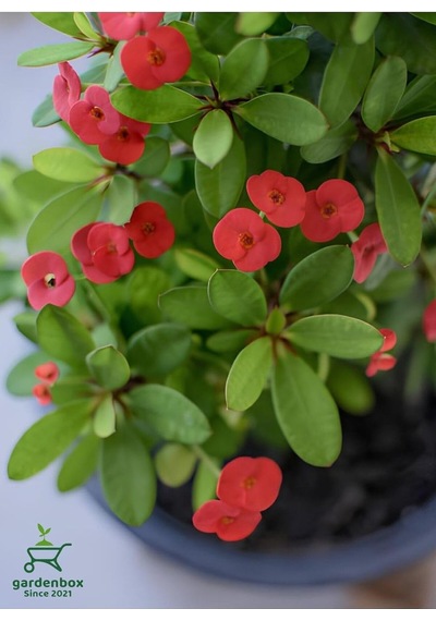 Kırmızı Dikenler Tacı Kaktüsü 1 Adet 15-25cm Red Euphorbia Milii