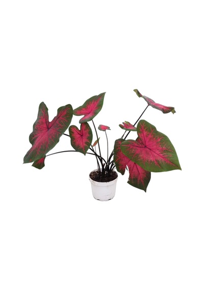 Caladium 'Postman Joyner' (Kaladyum Çiçeği)