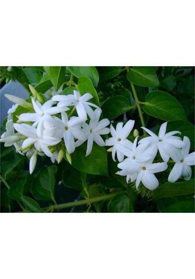 Mis Kokulu Ful Arap Yasemini Fidanı Tüplü Tırmanıcı Her Mevsim Dikilebilir