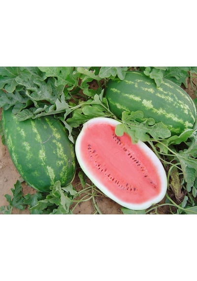 10+ Allsweet Çok Tatlı Karpuz Tohumu N115680