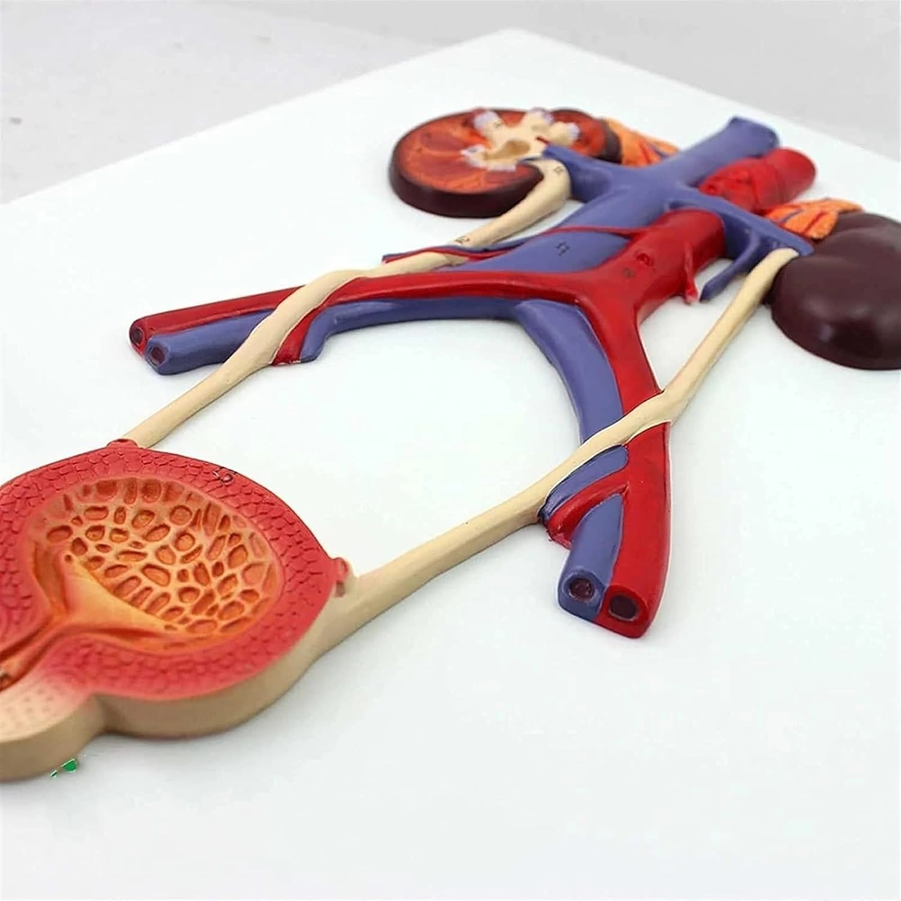 Üriner Sistem Modeli Üreteral Üretra Modeli Böbrek Anatomisi Modeli Eğitim İçin