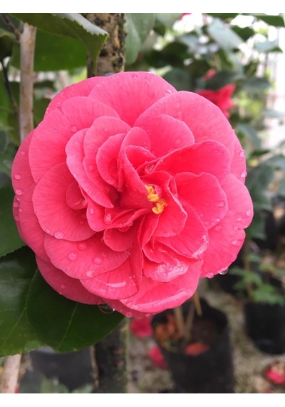 Kamelya Çiçeği - Camelia Japonica Kırmızı