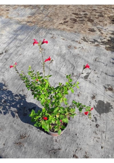 Süs Adaçayı 20 Adet - Salvia Microphylla 'Hot Lips'