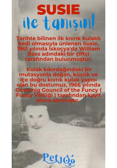 Petjoo 3.Susie Mavi-Kırmızı Qr'lı Kedi Künyesi