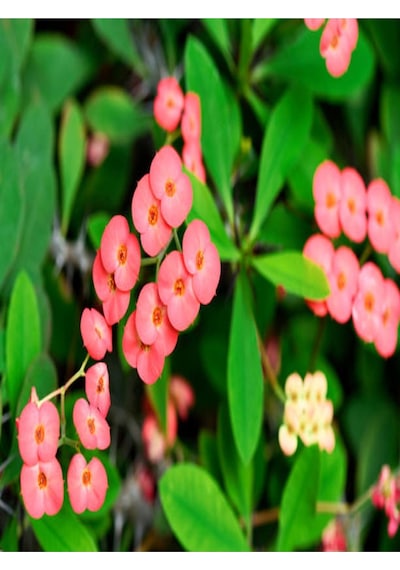 Euphorbia Dikenler Tacı Pembe Renk Ithal Kaktüs Ev Ofis Iç Mekan Bitkisi 12 Cm