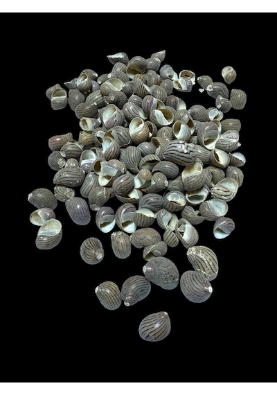 Deniz Kabukları 100 Gr No-16-neritacommunis