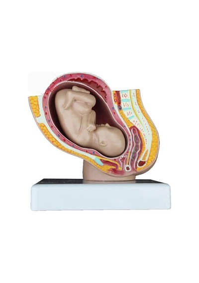 Gebelik Doğum Maketi Model 40