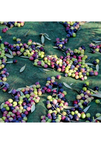 Zeytin Filesi -sergenlik - Zeytin - Dut - Ceviz Toplama Filesi - Ağaç Giydirmeli - Şeritli Halkalı Yeşil