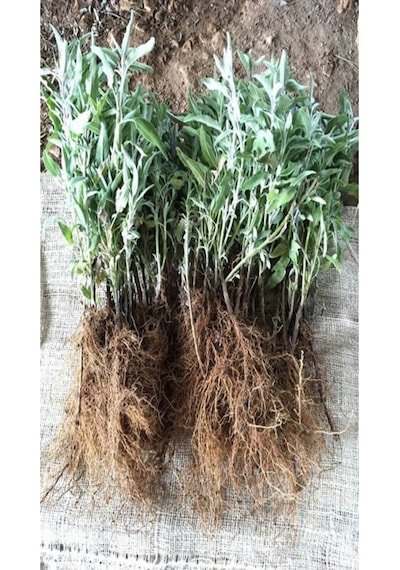1.metre Mum Çiçeği Hoya Carnosa Kokulu Çiçekleri Pembe Beyaz Renklidir.