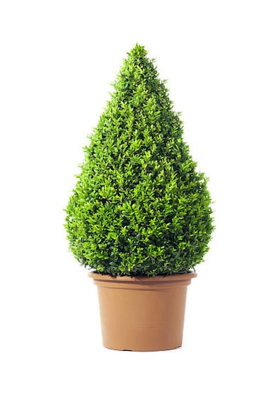 Şimsir Çalı Buxus Microphylla 'faulkner' 30-40 Cm 1 Adet Dış Mekan Bitkisi Boxwood