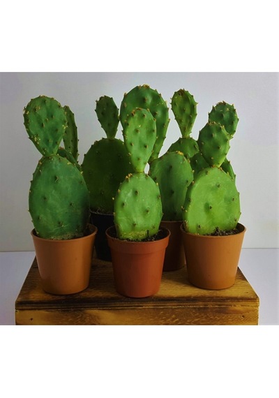 Opuntia Kaktüs Hint Inciri Frenk Inciri