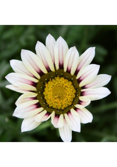 5 Adet 5 Renk Gazania Çiçeği Tohumu