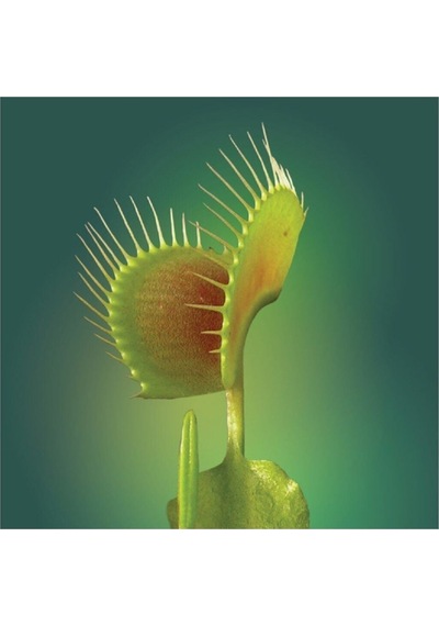 Venus Fly Trap Tohumu 5 Adet Tohum Etçil Bitki Etobur Bitki Sinek Kapan