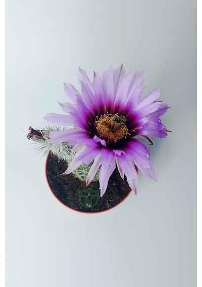 Echinocereus Pectinatus Dekoratif Ve Dayanıklı Kaktüs Çicekli