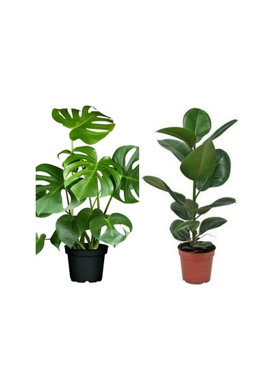 Deve Tabanı 60-65 Cm Kauçuk 60-70 Cm 2'li Set Salon Ofis Bitkileri