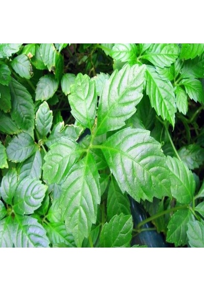Gynostemma Pentephyllum Beş Yapraklı Jiaogulan Ginseng Fidesi 3 Adet