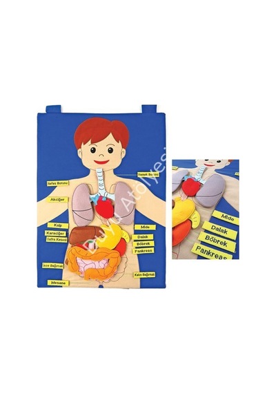 Kumaş İç Organlarımız Cırtlı Panosu