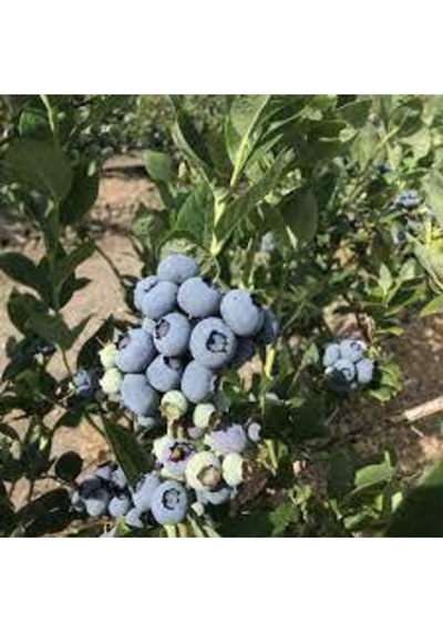 10 Adet Yaban Mersini Tohumu Blueberry Tohumu