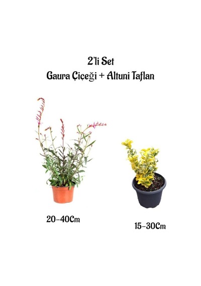 Kırmızı Renk Gaura Çiçeği+altuni Taflan Çit Bitkisi 2'li Set Dış Mekan Bitkileri