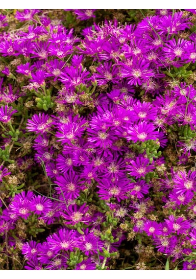 Acem Halısı Çiçeği Fidesi Fidanı 30 Adet Tüplü 5-10 Cm Drosanthemum Floribundum