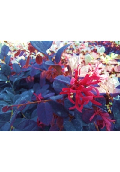 Loropetalum 5 Adet