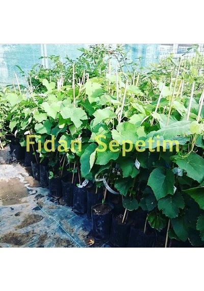 2 Yaş Kokulu Siyah Isabella Üzüm Fidanı
