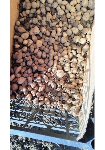 Salep Tohumu Yumru Serapies 3 Kg