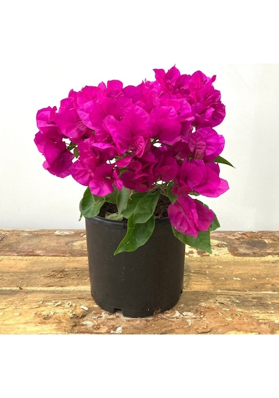 Begonvil Çiçeği-Kırmızı (15-20 cm)-Bodur Begonvil