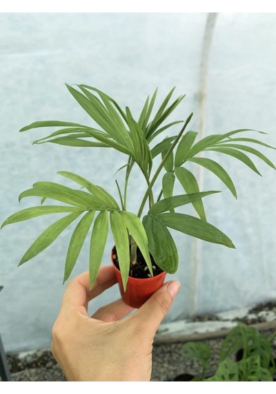 Mini Chamaedorea Dağ Areka Palmiyesi