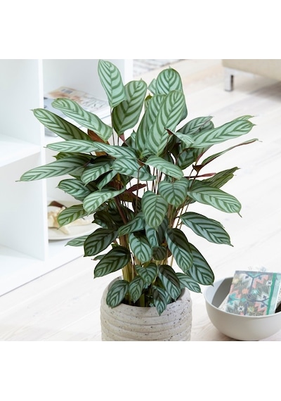 Calathea Ctenanthe Setosa (Dua Çiçeği) 20-40 cm