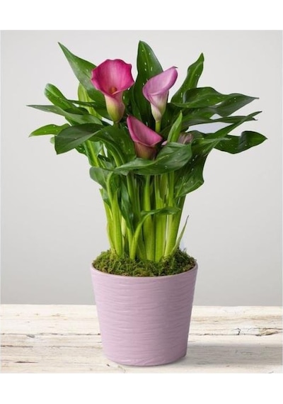 Gala Gelin Çiçeği Calla Lily Pembe 10-20 Cm