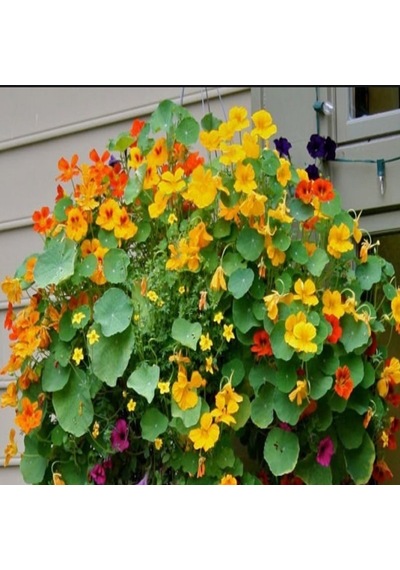 Tropaeolum Peach Melba Latin Çiçeği Tohumu 10 Adet N11781