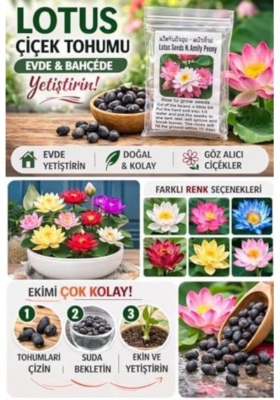 Lotus Çiçeği Tohumu 6 Adet Nilüfer Çiçeği Tohumu Nadir Kutsal Lotus 6 50 x 22
