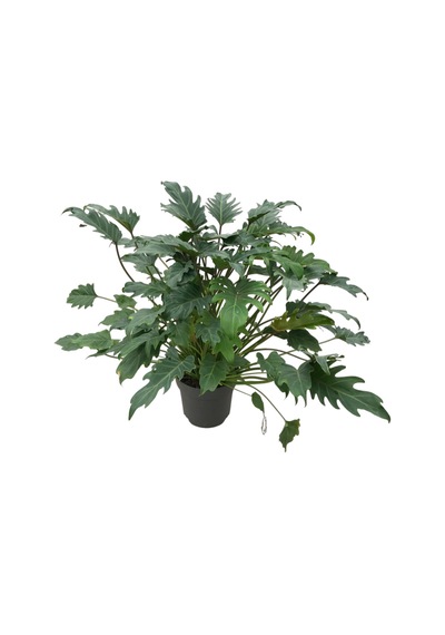 Philodendron Xanadu Ø21 CM Y60-70 CM