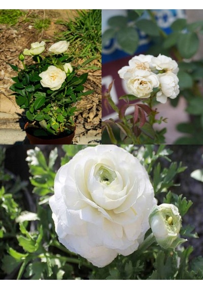 Beyaz Salon Gülü 25 35cm Saksılı Minyatür Aşılı Gül White Miniature Rose
