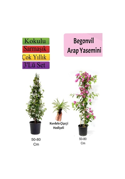 Arap Yasemini+ Pembe Begonvil+ Kurdele Çiçeği Hediyeli