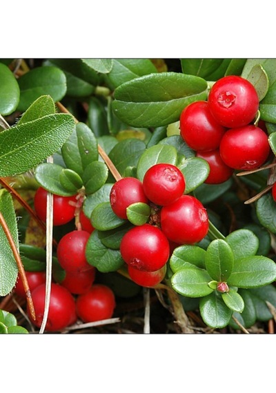 Cranberry Tohumu Turna Yemişi Tohumu Ekim Seti 5 Adet Tohum + Toprak + Saksı