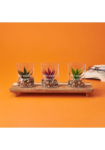 Dekor Bardak Sukulent - Asorti - 8x10 Cm Çok Renkli